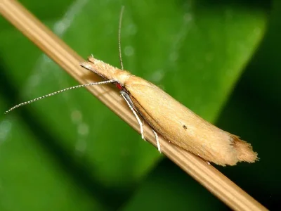 Pleurota (Protasis) punctella