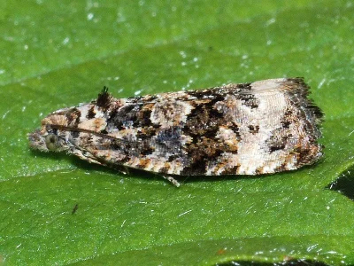 Endothenia gentianaeana