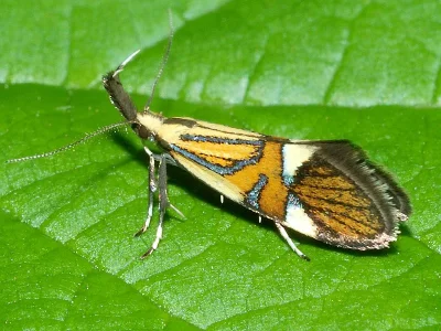 Alabonia geoffrella