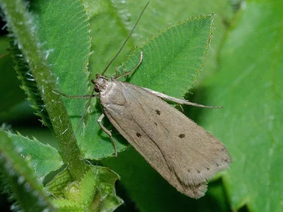 Acompsia (Acompsia) tripunctella