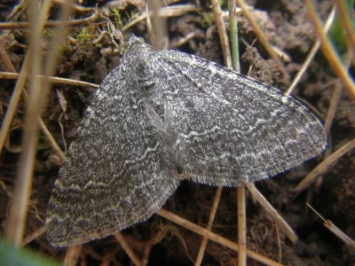 Cataclysme riguata