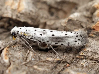 Yponomeuta irrorella