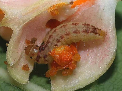 Nephopterix angustella