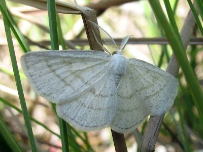 Cabera leptographa