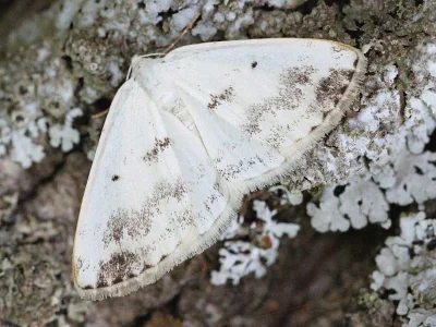 Lomographa temerata