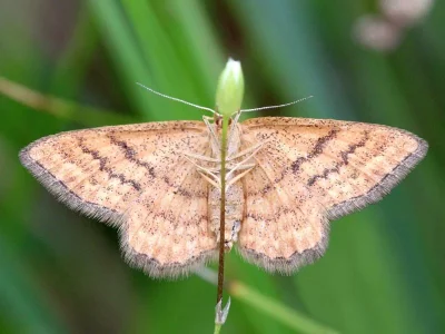 Idaea serpentata