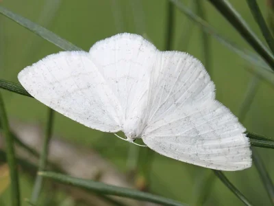 Cabera pusaria