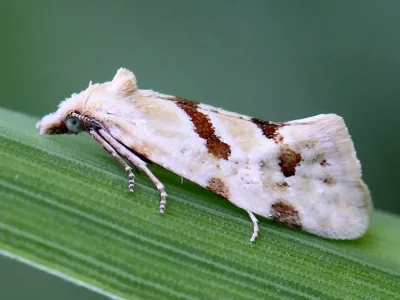 Aethes smeathmanniana