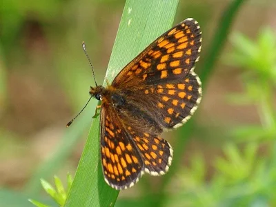 Melitaea (Mellicta) athalia