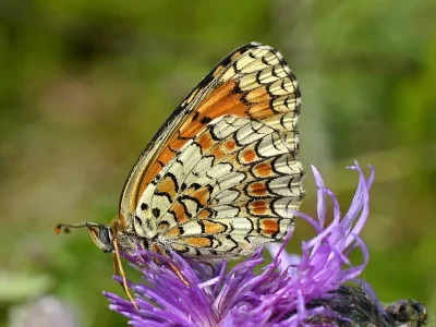 Melitaea phoebe