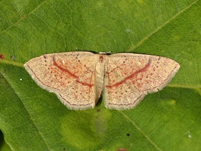 Cyclophora (Cyclophora) quercimontaria