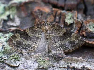Pterapherapteryx sexalata