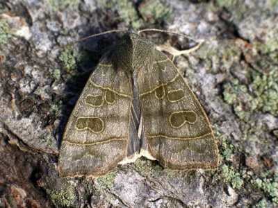 Ipimorpha subtusa