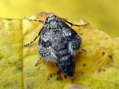 Operophtera fagata
