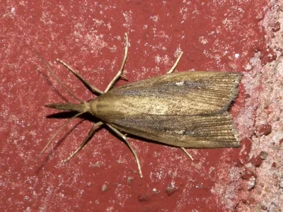 Chilo phragmitella