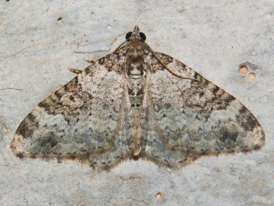 Nebula ibericata
