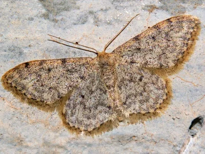 Idaea cervantaria