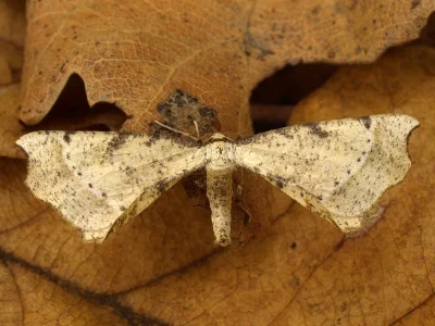 Artiora evonymaria