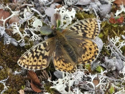 Boloria (Clossiana) polaris