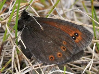 Erebia polaris