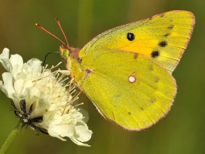 Colias chrysotheme