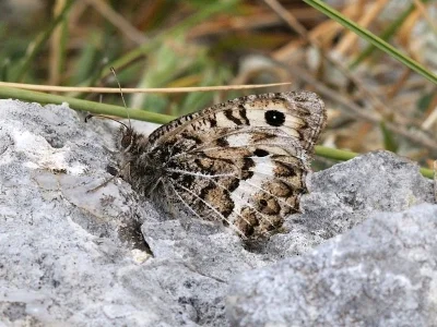 Pseudochazara geyeri