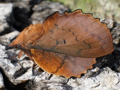 Gastropacha (Gastropacha) quercifolia