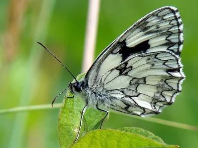 Melanargia (Melanargia) galathea