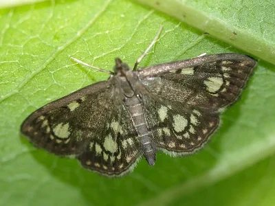 Anania coronata