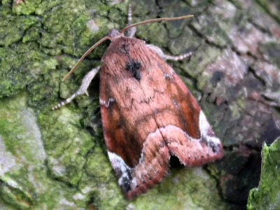 Cosmia (Calymnia) pyralina