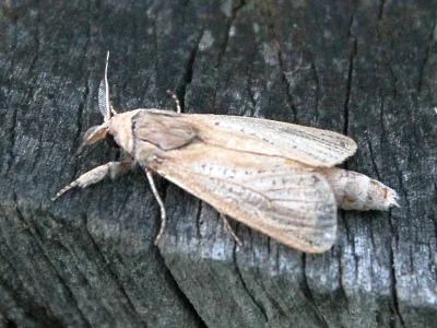 Phragmataecia castaneae
