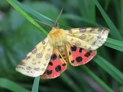 Diacrisia purpurata