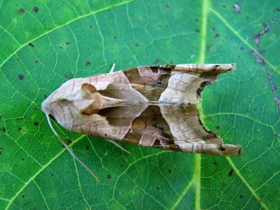Phlogophora meticulosa