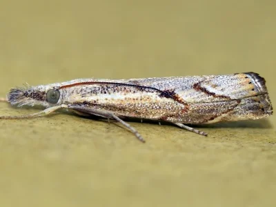 Agriphila geniculea