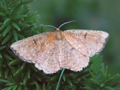 Angerona prunaria