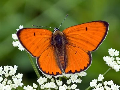 Lycaena (Thersamolycaena) dispar