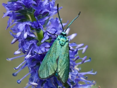 Adscita (Adscita) statices