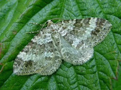 Mesotype didymata