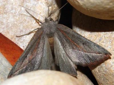 Compsoptera opacaria