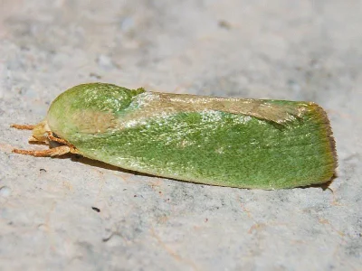 Earias insulana