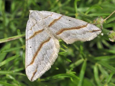 Scotopteryx mucronata