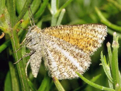 Isturgia limbaria