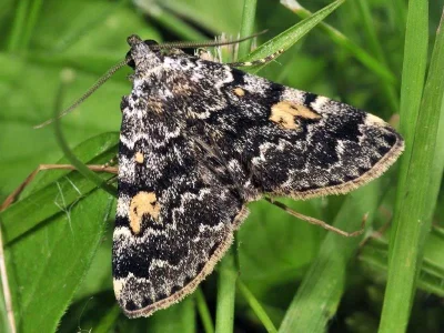 Idia calvaria