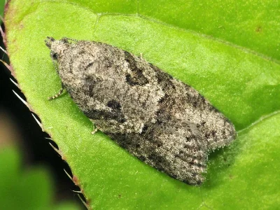 Cnephasia (Cnephasia) communana