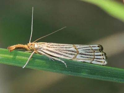 Chrysocrambus linetella