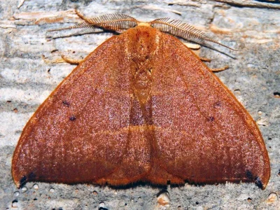 Watsonalla uncinula
