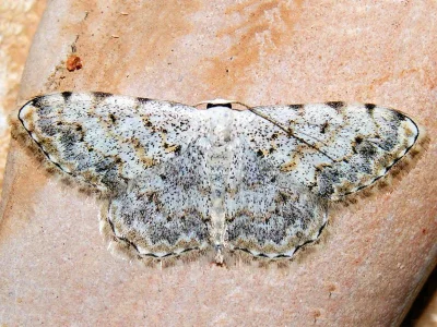 Scopula (Scopula) submutata