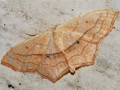 Scopula (Ustocidalia) imitaria