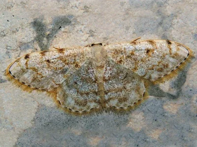 Scopula (Calothysanis) asellaria