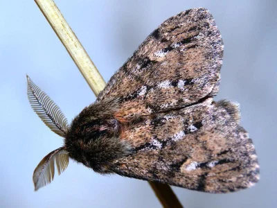 Ocneria (Ocneria) atlantica